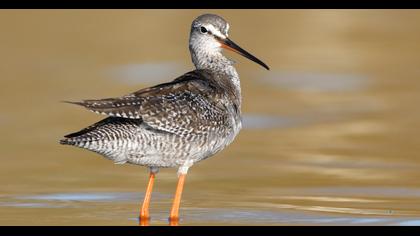 Spotted Redshank