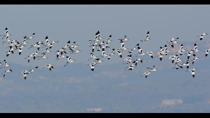 Pied Avocet