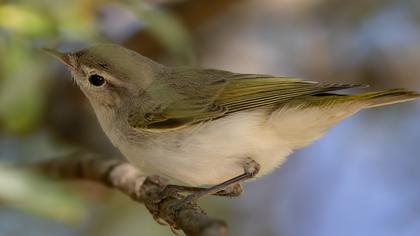 Eastern Bonelli`s Warbler