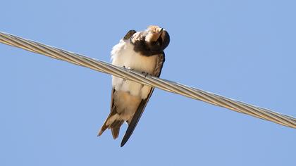 Barn Swallow