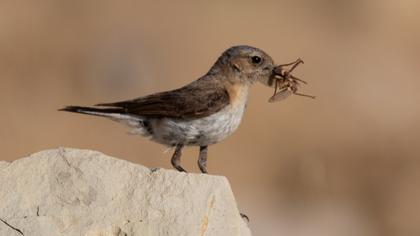 Black-eared Wheatear