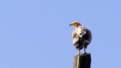 Egyptian Vulture