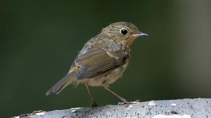 European Robin