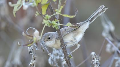 Subalpine Warbler