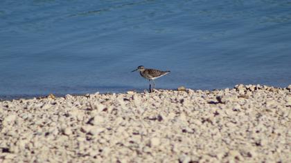Wood Sandpiper