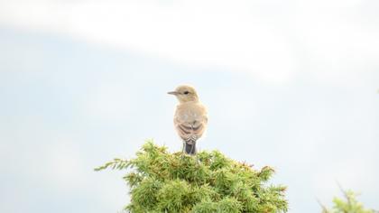 Isabelline Wheatear