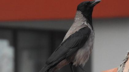 Hooded Crow
