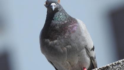 Rock Dove