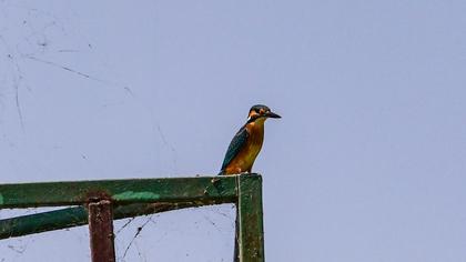 Common Kingfisher