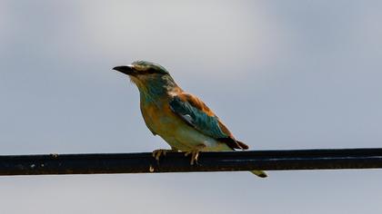 European Roller