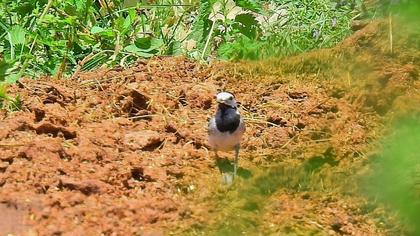 White Wagtail
