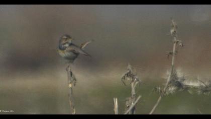 Bluethroat