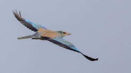 European Roller