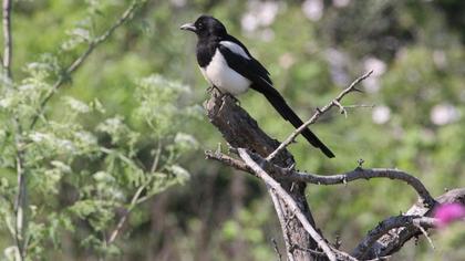 Eurasian Magpie