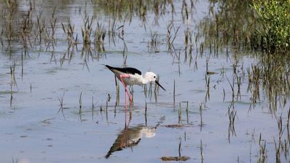 Black-winged Stilt