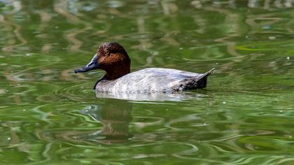 Common Pochard