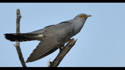 Common Cuckoo