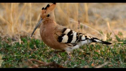 Eurasian Hoopoe