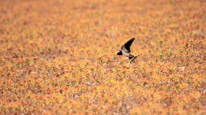 Barn Swallow