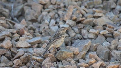 Water Pipit