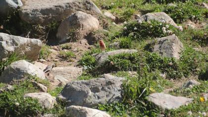 Common Rosefinch