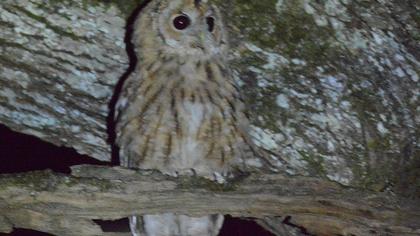 Tawny Owl