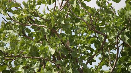 Yellow-throated Sparrow