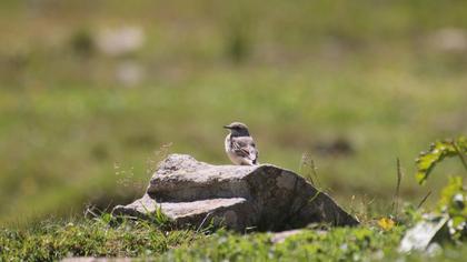 Northern Wheatear