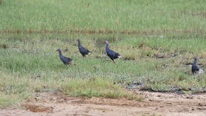 Purple Swamphen