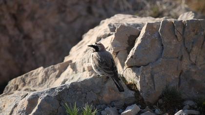 Horned Lark