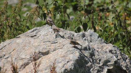 Alpine Accentor