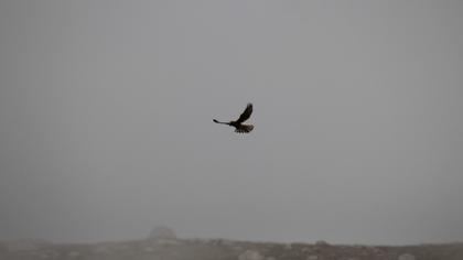 Common Kestrel