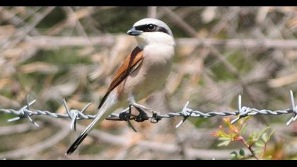 Red-backed Shrike
