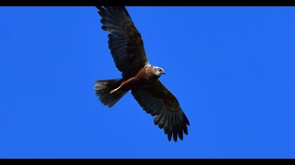 Western Marsh Harrier