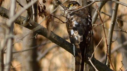 Eurasian Sparrowhawk