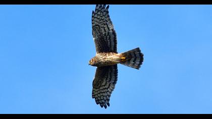 Hen Harrier