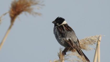 Common Reed Bunting