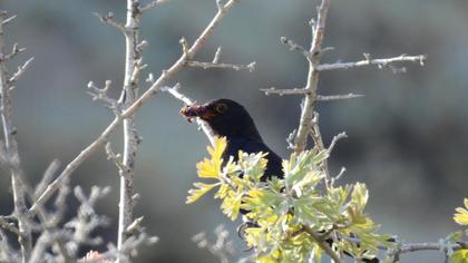 Common Blackbird