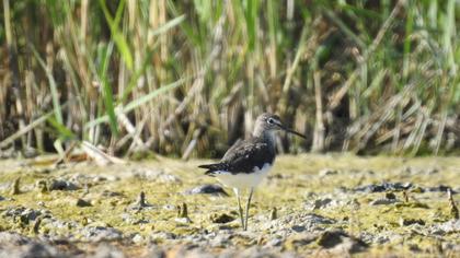 Green Sandpiper