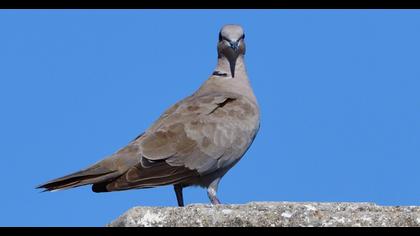 Eurasian Collared Dove