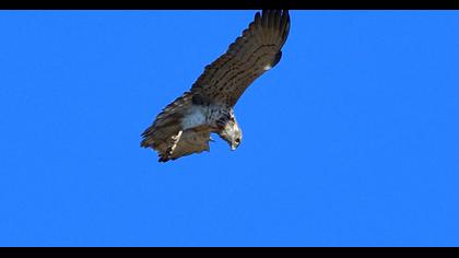 Short-toed Snake Eagle