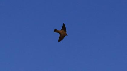 Eurasian Crag Martin