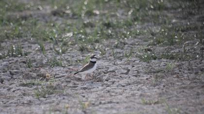 Little Ringed Plover