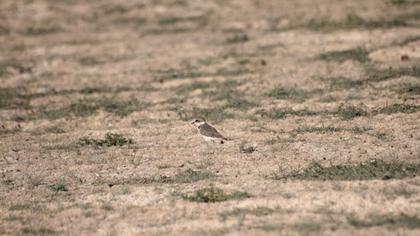 Kentish Plover