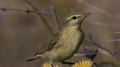 Willow Warbler