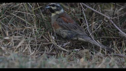 Cirl Bunting