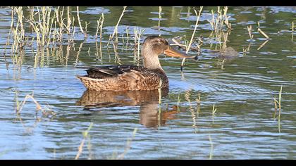 Northern Shoveler
