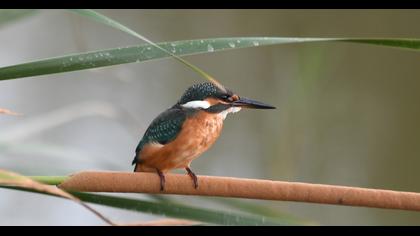 Common Kingfisher