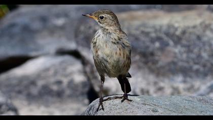 Water Pipit