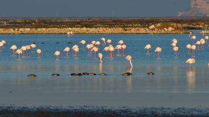 Greater Flamingo